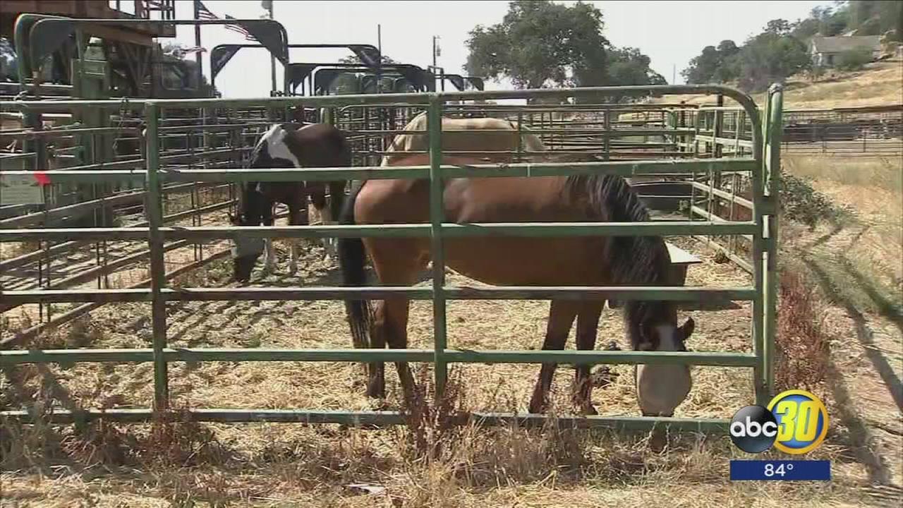 Volunteers working to shelter animals displaced by Detwiler Fire