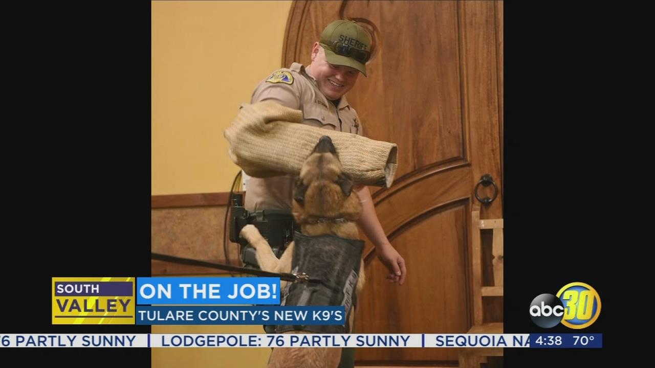 Tulare Countys newest K-9 officer is on the job