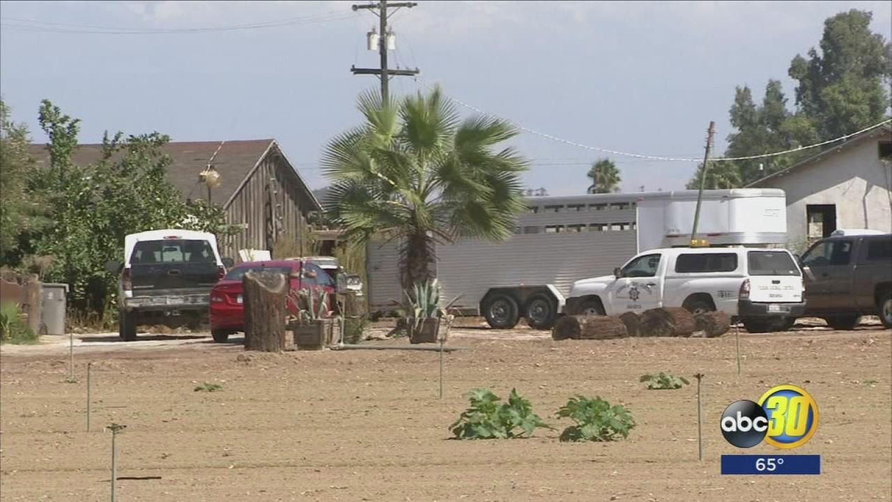 Hundreds of animals seized, SPCA says they cracked one of Fresno?s biggest cockfighting cases