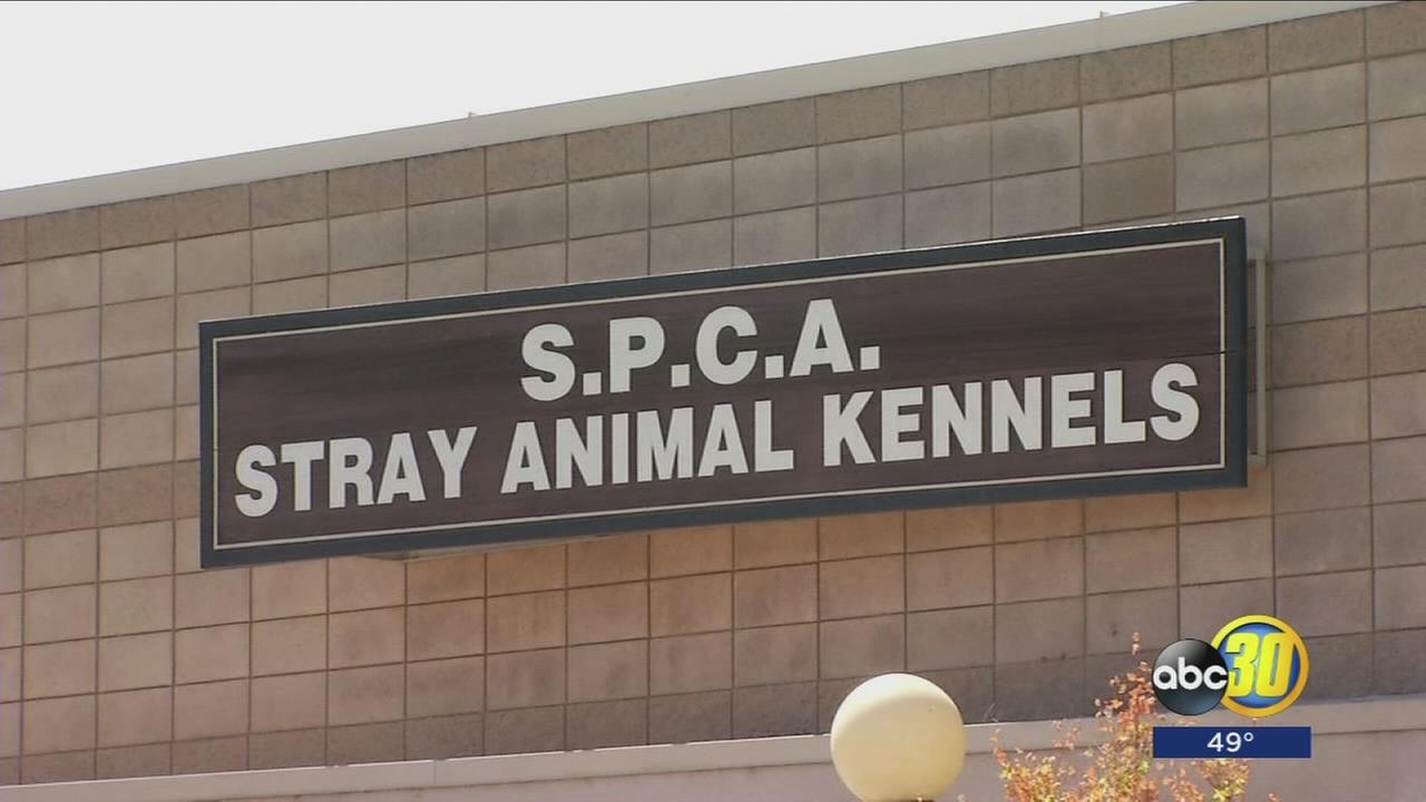 112817-kfsn-11p-spca-dog-mauling-vid_1