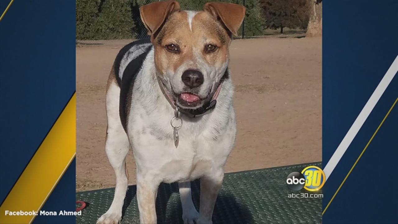 Dying Fresno mans final wish is to find his dog a good home