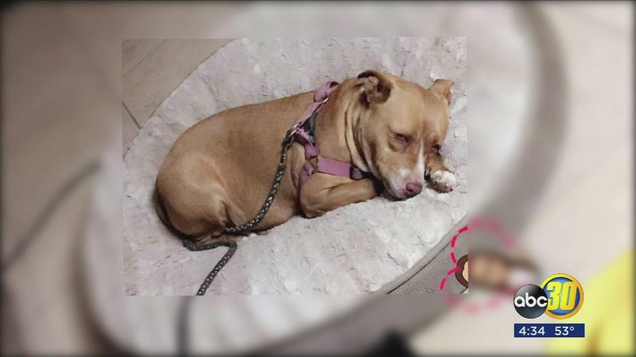 Fire in Parlier damages home and claims life of dog