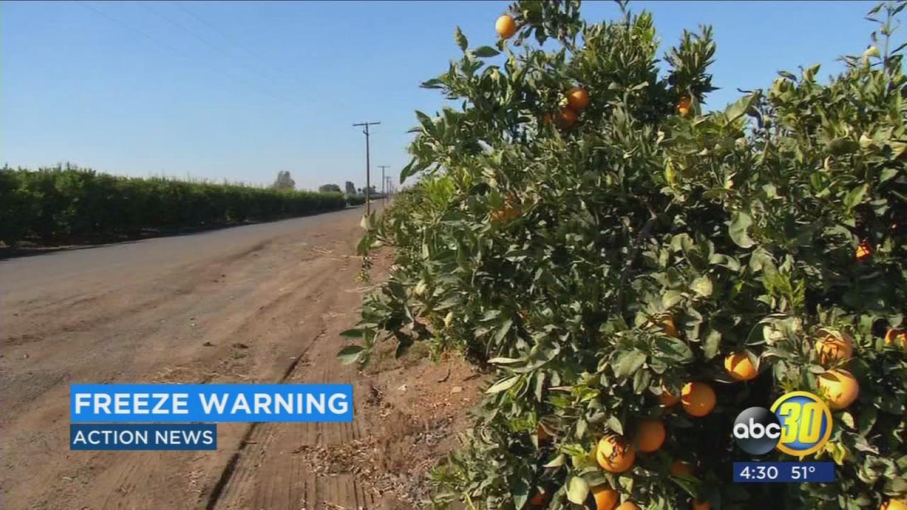 Citrus growers endure cold temps that threaten crops