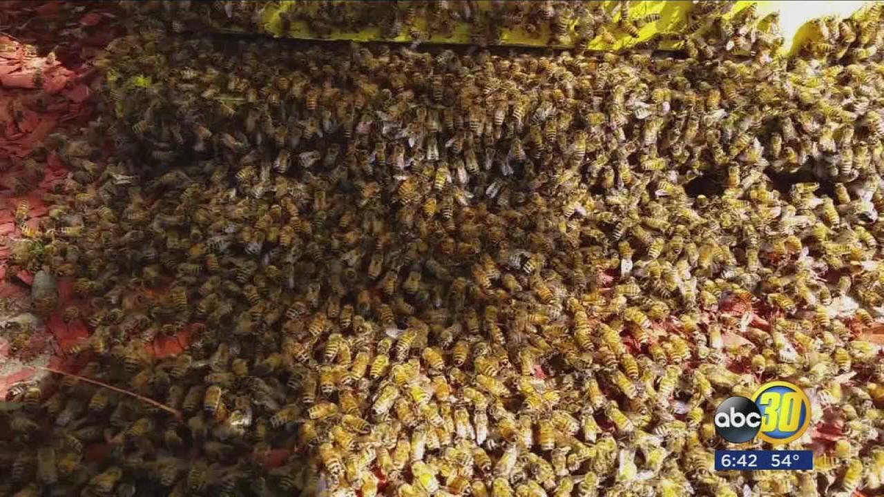 Kingsburg man is keeping beekeeping in the family.