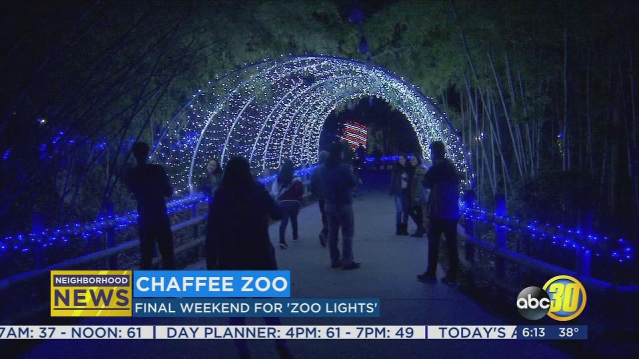 Final Zoo Lifghts of 2017