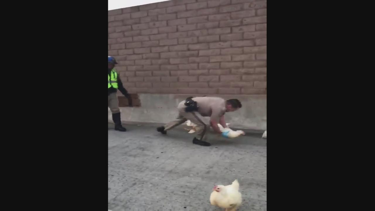 Race against the cluck as chickens run on LA-area highway