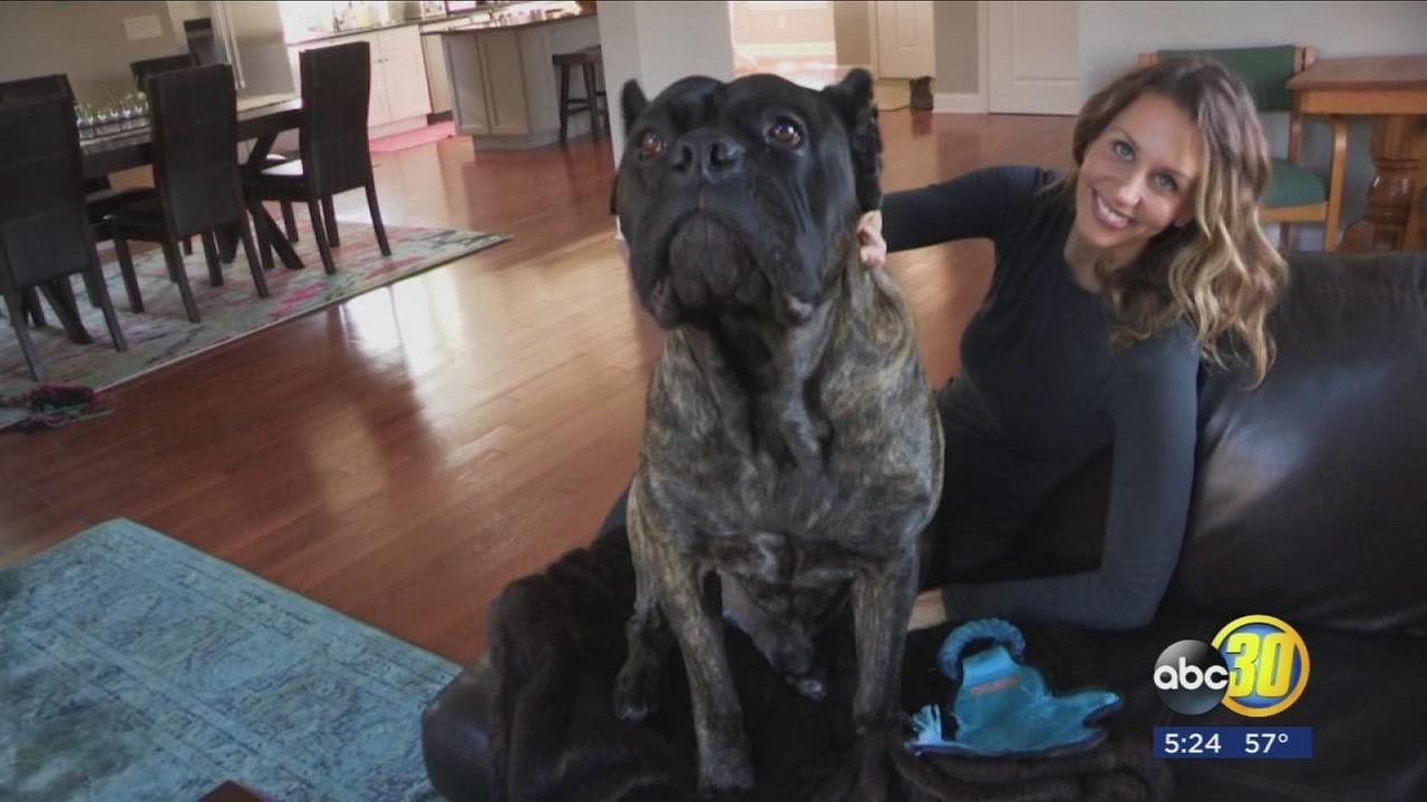 Dogs influence when buying a home