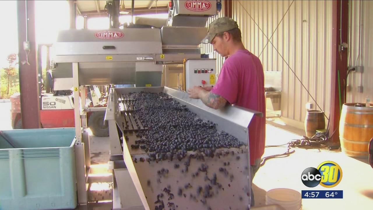 Wine making is being added to Reedley Colleges curriculum