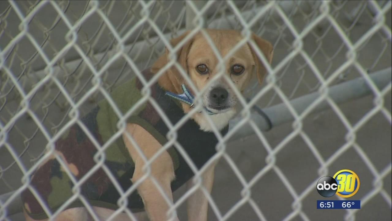 Kings SPCA to reopen months after firing shelter manager for alleged embezzlement