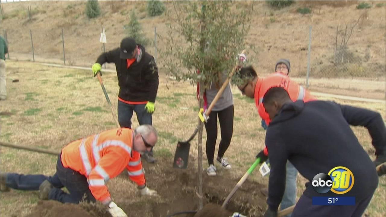 Non-profit plants trees to tackle pollution in Central Valley