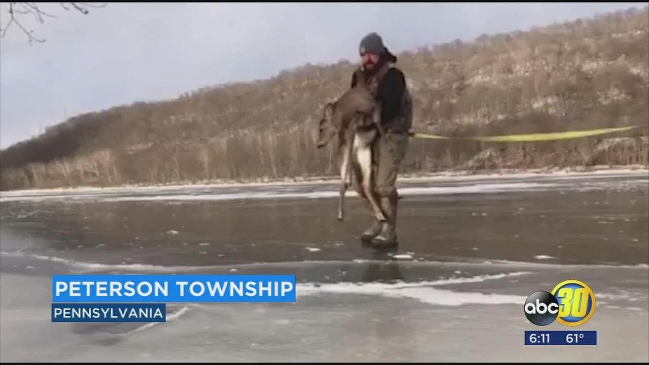 Father and son rescue deer stuck on frozen pond