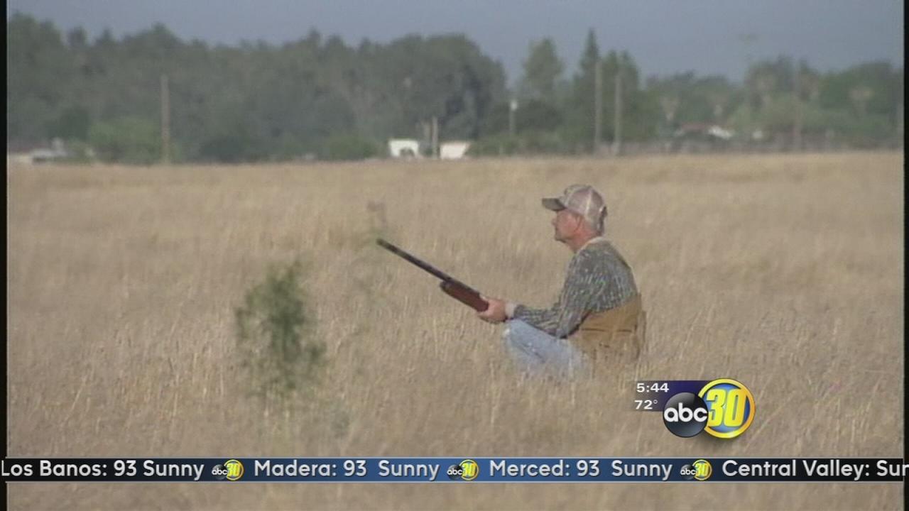 sept 1 marks start of dove hunting season abc30 com sept 1 marks start of dove hunting season abc30 com
