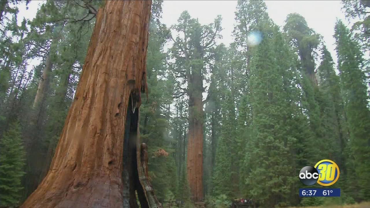 National Park officials tell visitors to leave marijuana at home