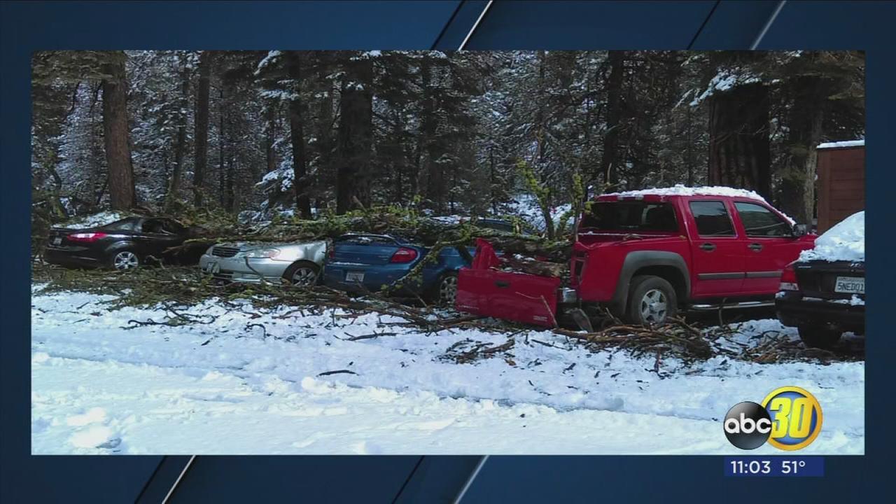 Large tree crushes Lodgepole employees cars in Sequioa National Park