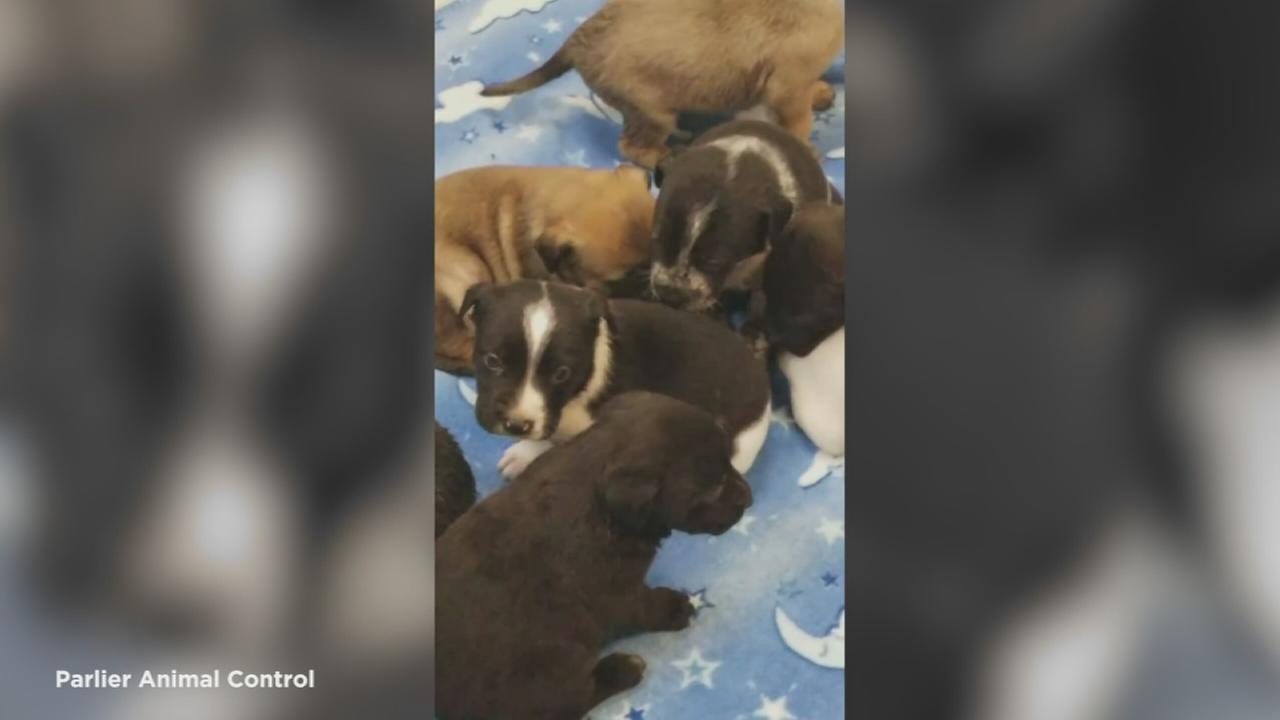 9 puppies found behind plywood at Parlier home