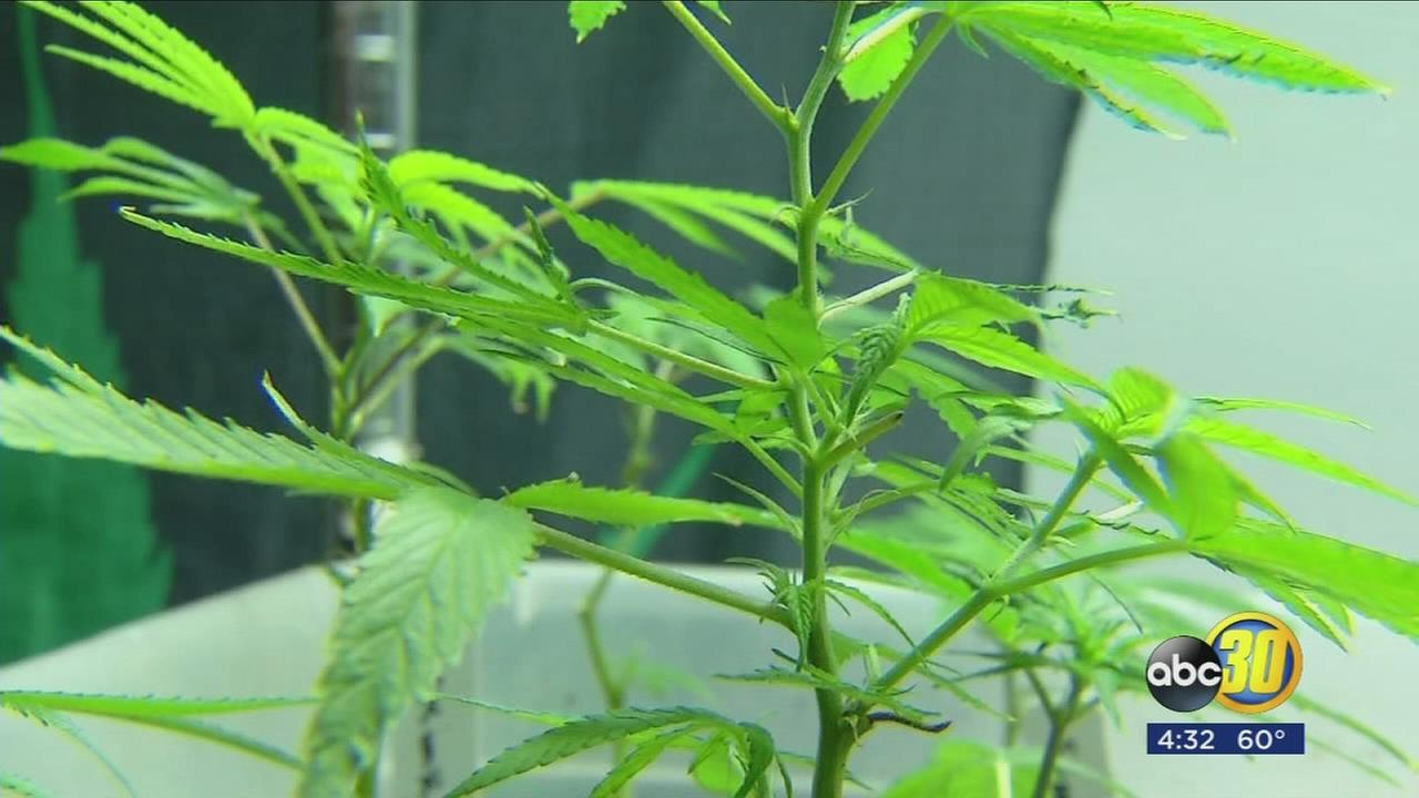 City of Mendota considers cannabis cultivation center