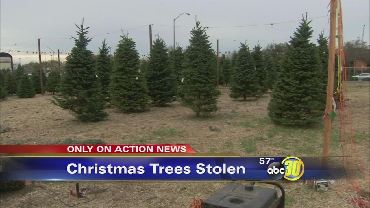 catchy collections of christmas tree farms fresno ca catchy collections of christmas tree farms fresno ca