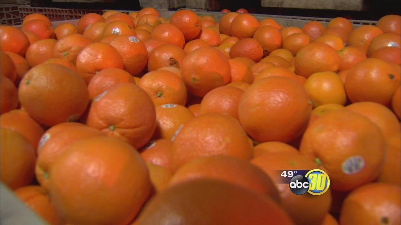Valley citrus growers feeling some relief with West Coast ports