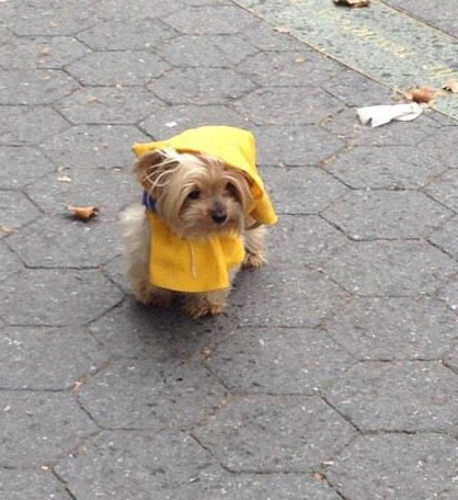 Courtesy @DrewTumaABC7 <span class=meta></span>