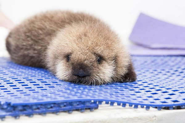 PHOTOS: Orphaned sea otter pup rescued by Shedd Aquarium ...