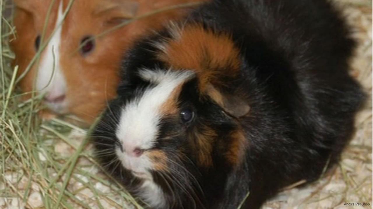 Andy's Pet Shop in San Jose pleads for guinea pig's safe return