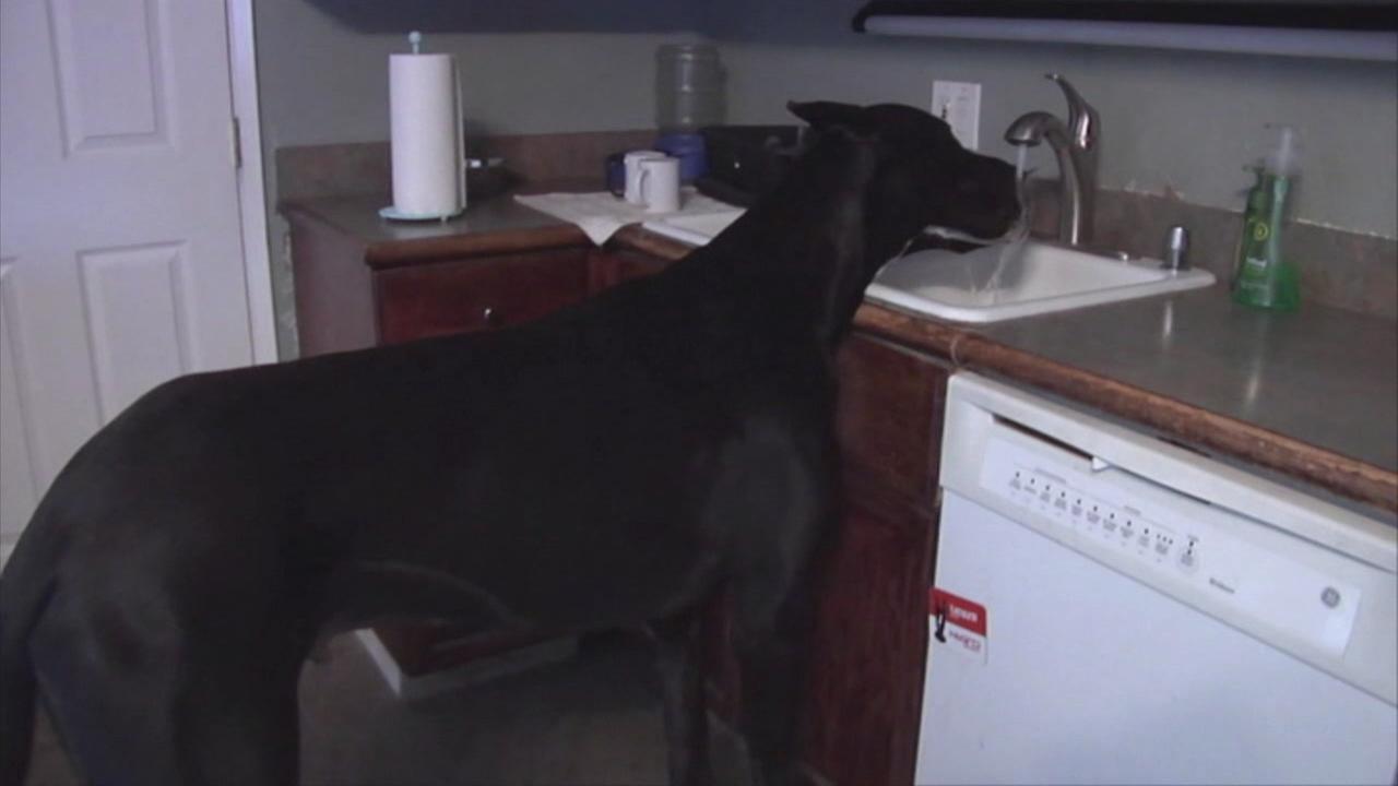 PHOTOS: Enormous Great Dane In Nevada May Be World's Tallest Living Dog ...