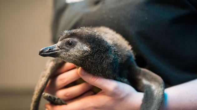 <div class='meta'><div class='origin-logo' data-origin='none'></div><span class='caption-text' data-credit='Photo by California Academy of Sciences'>Biologists from the California Academy of Sciences hold a new African penguin chick that recently hatched as part of the aquarium's Species Survival Plan program Feb. 18, 2016.</span></div>