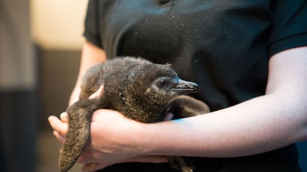 <div class='meta'><div class='origin-logo' data-origin='none'></div><span class='caption-text' data-credit='Photo by California Academy of Sciences'>Biologists from the California Academy of Sciences hold a new African penguin chick that recently hatched as part of the aquarium's Species Survival Plan program Feb. 18, 2016.</span></div>