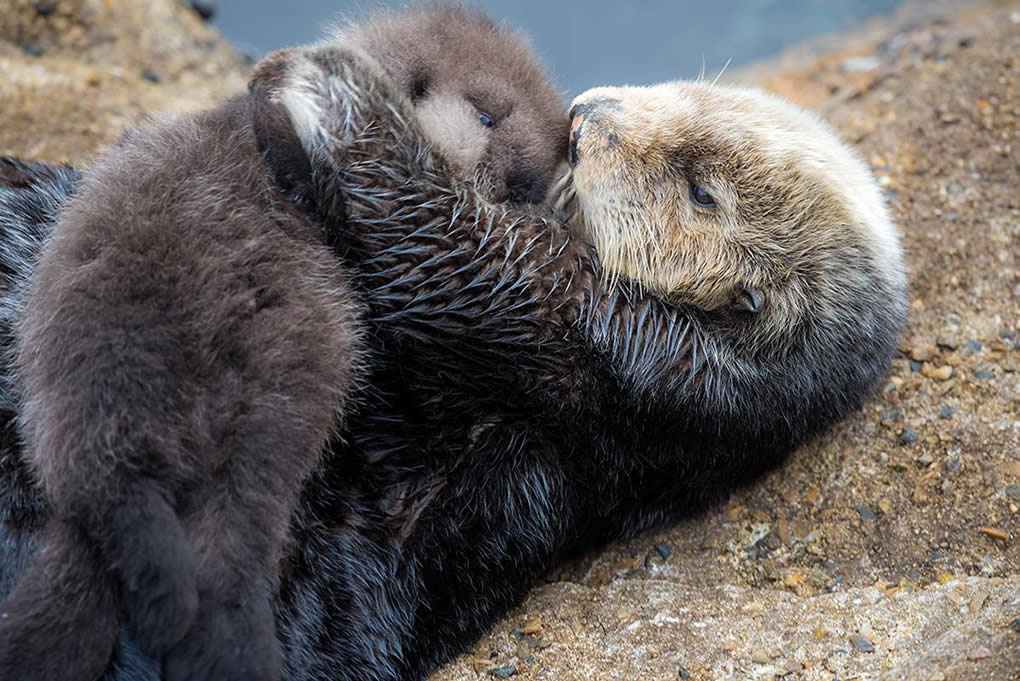 PHOTOS: Monterey Bay Aquarium welcomes new sea otter pup | KABC7 Photos