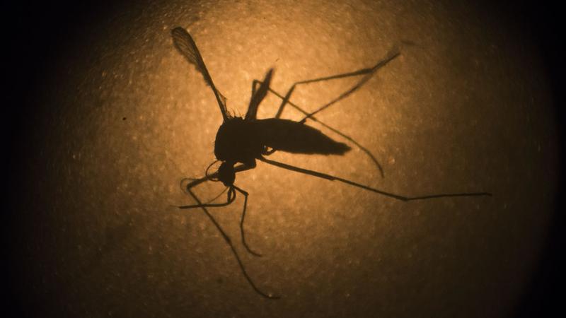 NY gov. announces new plan to prevent spread of Zika virus