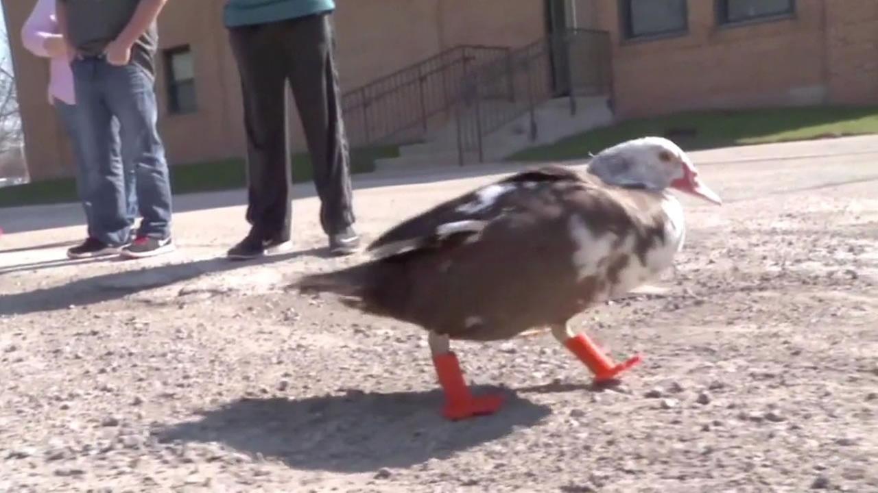 Duck waddles again after getting new feet from 3D printer