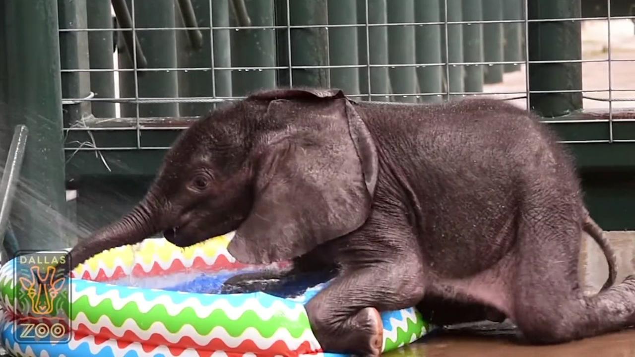 Elephant calf at Dallas Zoo enjoys first dip in kiddie pool