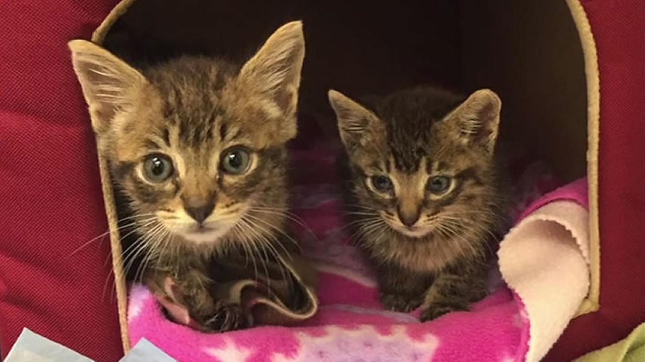 Seven Things About Bengal Kitten Jersey Channel Islands You Have ... Seven Things About Bengal Kitten Jersey Channel Islands You Have ...