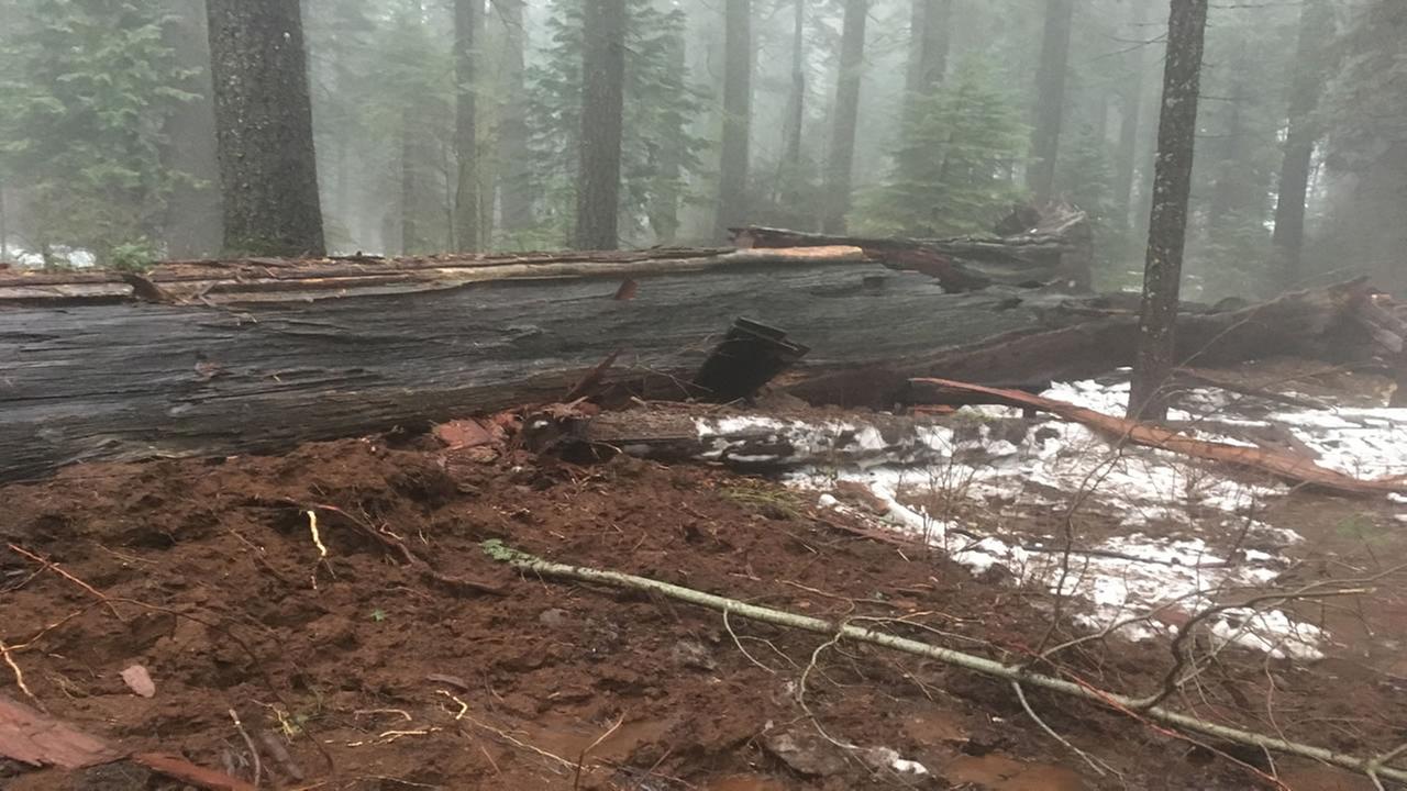 The tree after the storm. Image: ABC 7