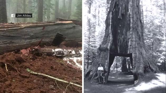 Rip Calaveras Tunnel Pioneer Cabintree 2017s First Celebrity Death