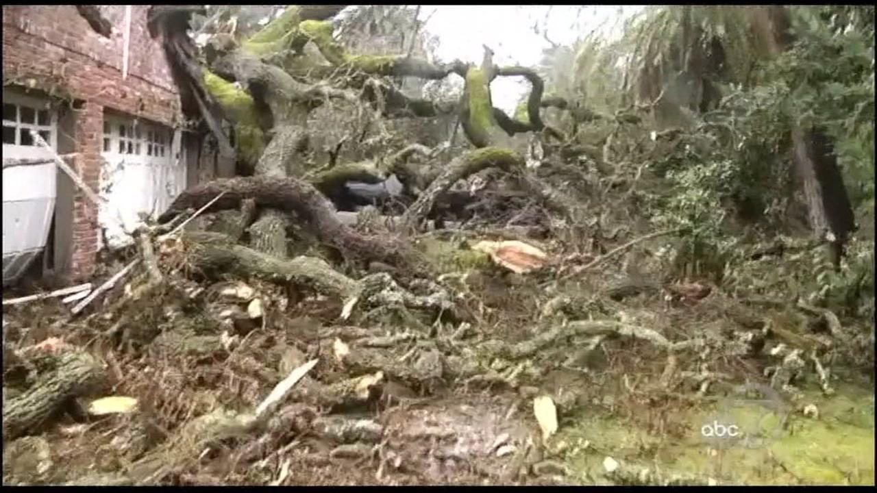 Heritage oak tree crashes through Danville home | abc7news.com - KGO-TV