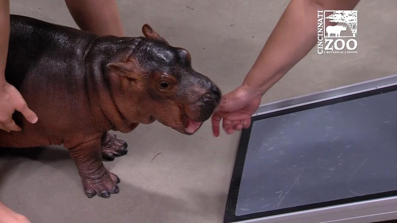 Baby hippo born prematurely at Cincinnati Zoo gets ramp for her ... - 6abc.com