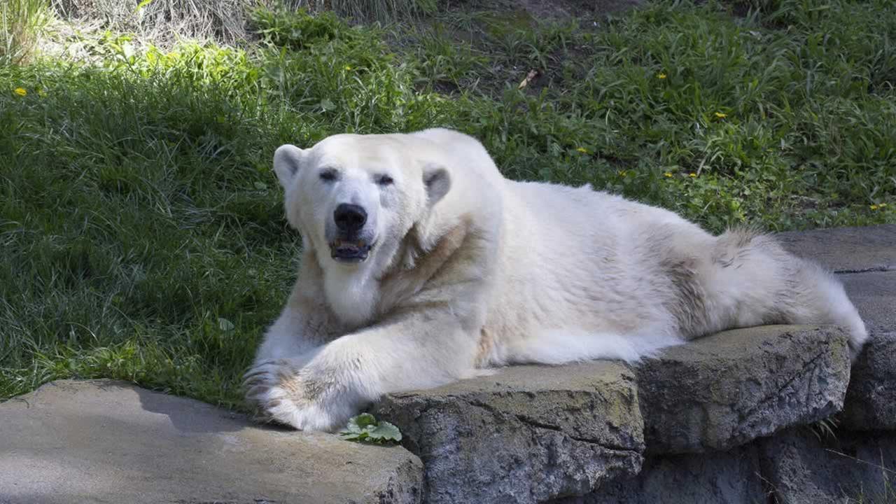 Oldest US polar bear dies at San Francisco Zoo