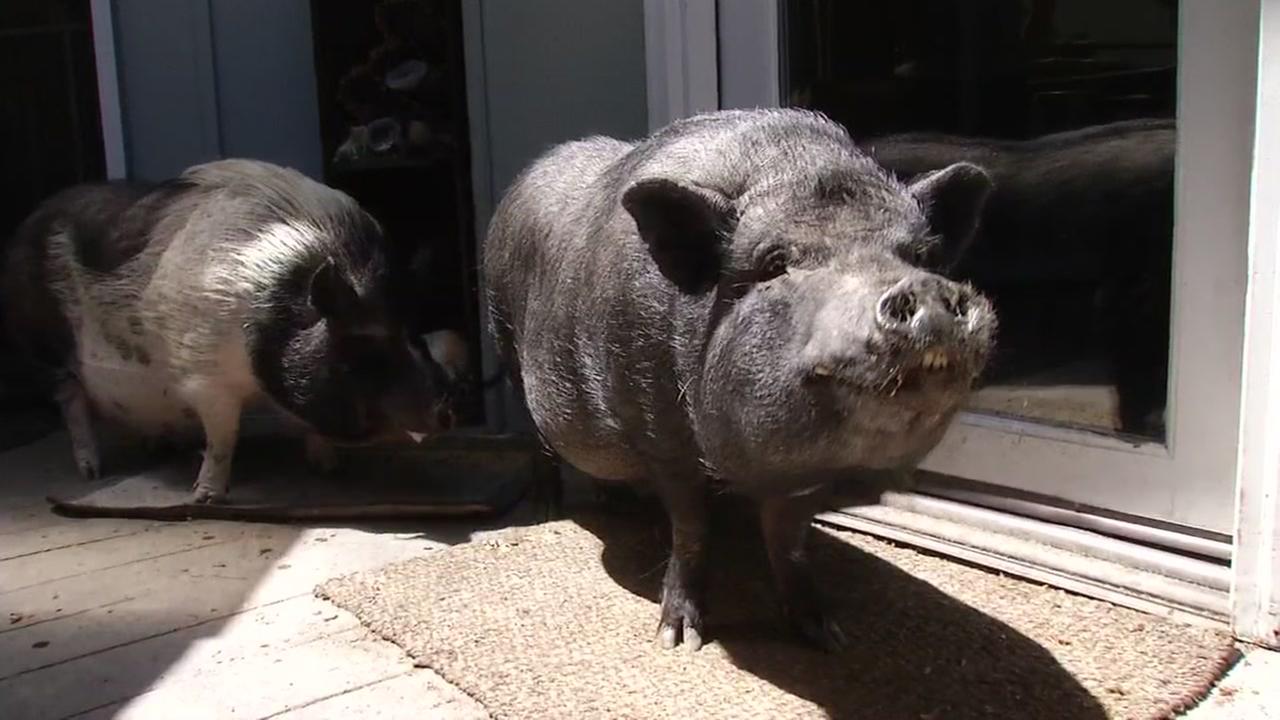 Perfect Pet Pets up for adoption from Bay Area animal shelters