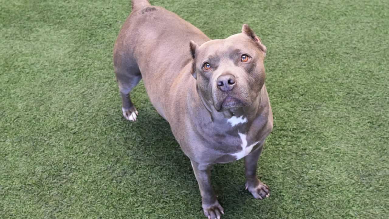 Perfect Pet Pets up for adoption from Bay Area animal shelters