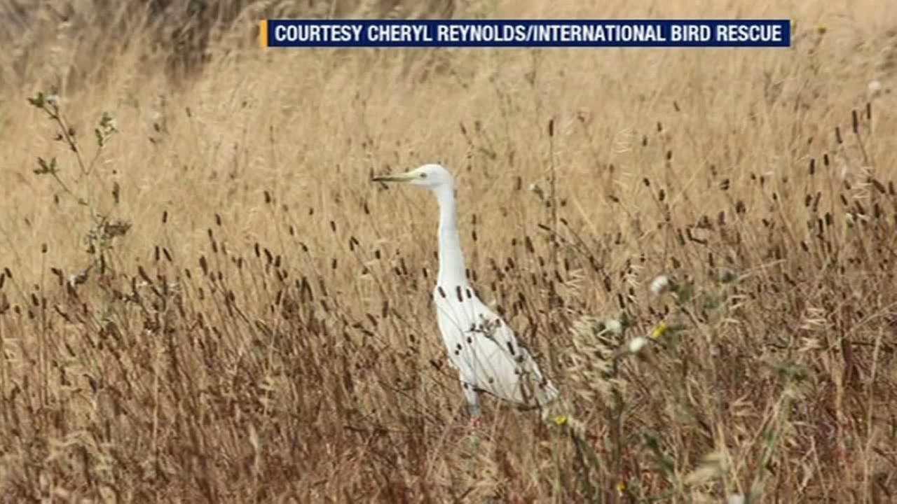 orphaned birds get new home in north richmond shoreline orphaned birds get new home in north richmond shoreline