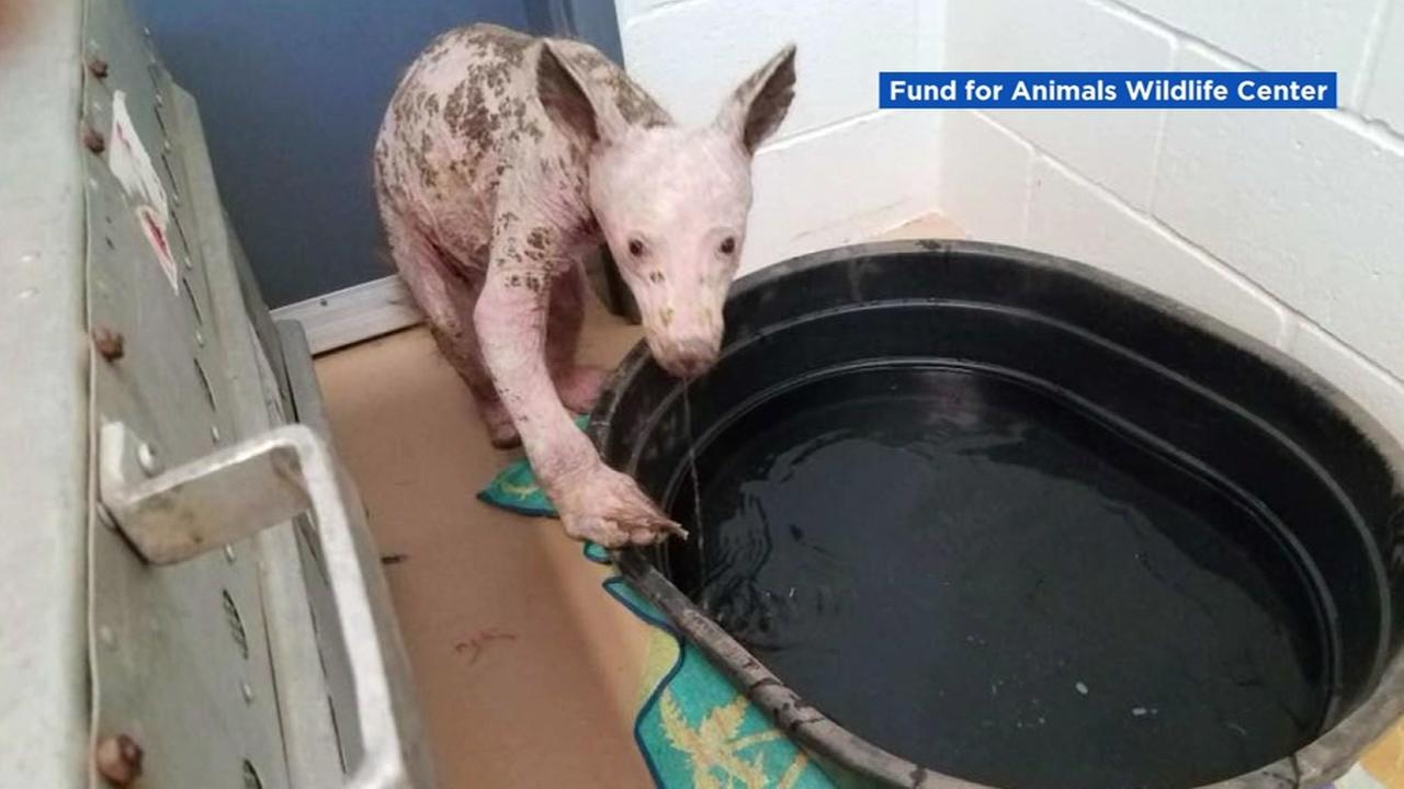 Undated photo of rescued bear cub with no fur.