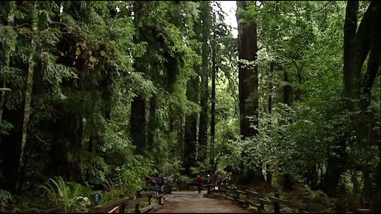 Redwoods are seen in a California state park in this undated image.