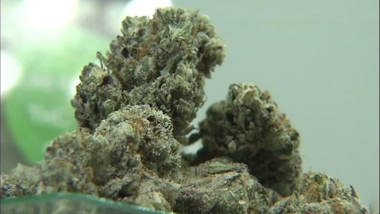This is an undated image of marijuana.