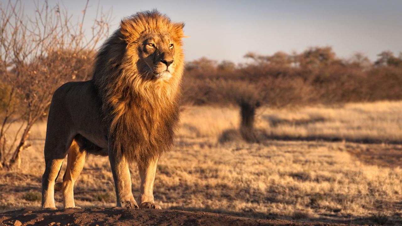 Poaching suspect reportedly mauled by lions in South Africa