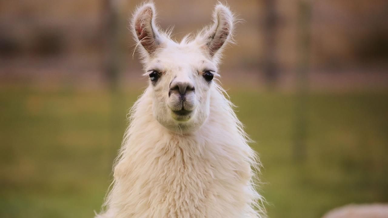 hug fun llama