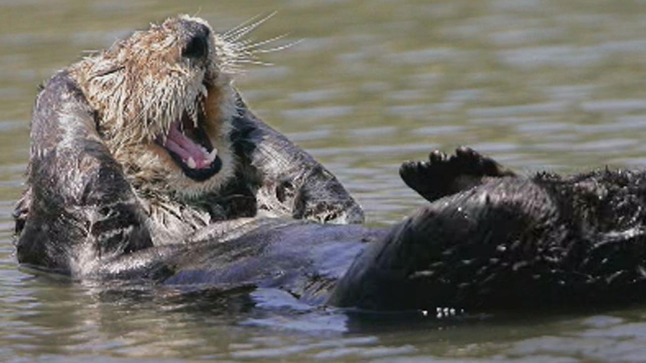California river otters making comeback as researchers urge citizens to