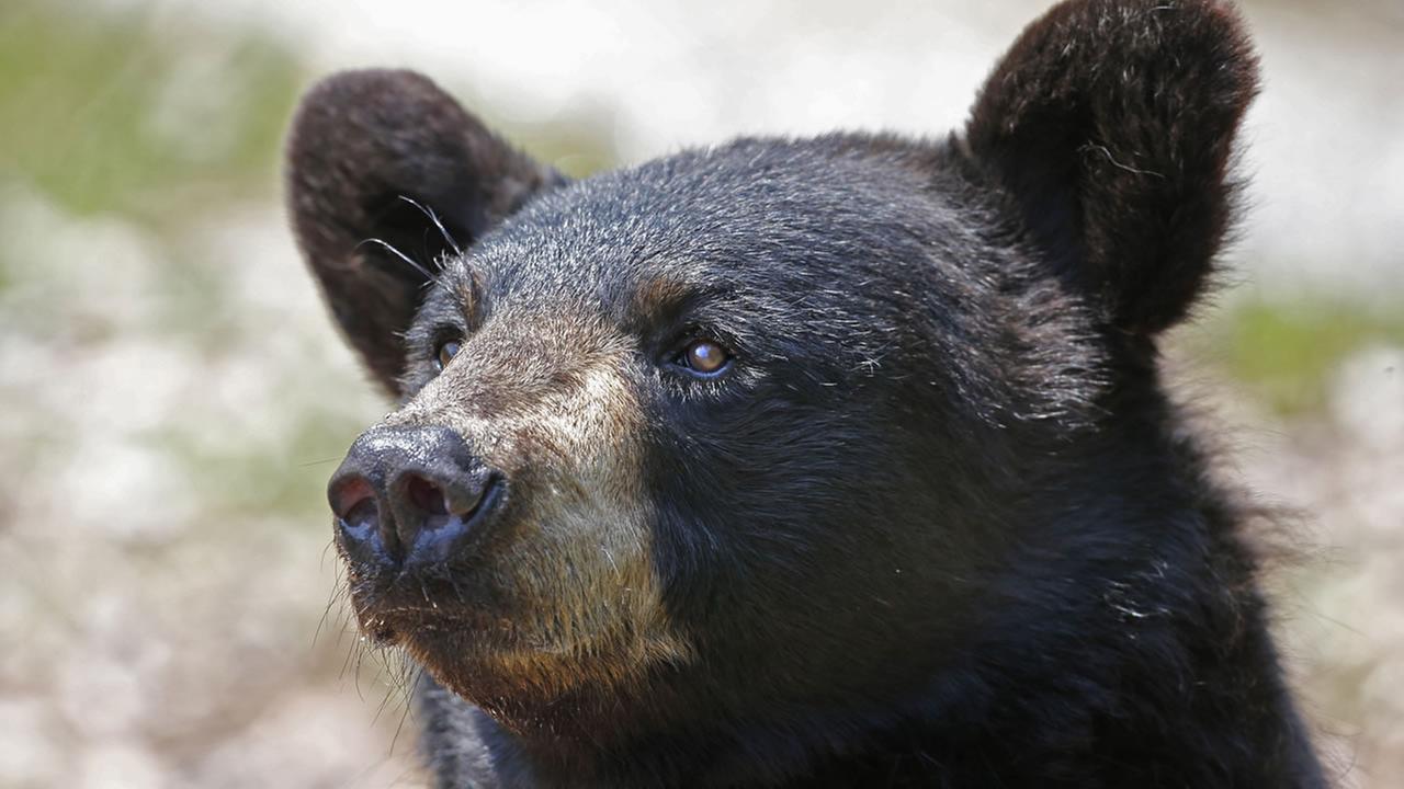 Most of California man's body eaten by black bear after man dies from