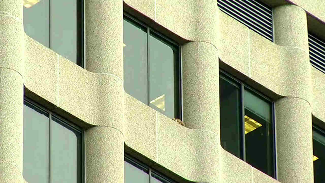 A raccoon is seen on the ledge of a building in St. Paul Minn. on Tuesday