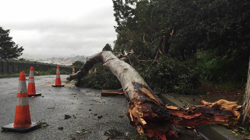 A huge branch on La Salle Ave. and Cashmere St. in San Francisco's Bay View district on Friday, Feb. 6, 2015. (@LyanneMelendez) <span class=meta></span>